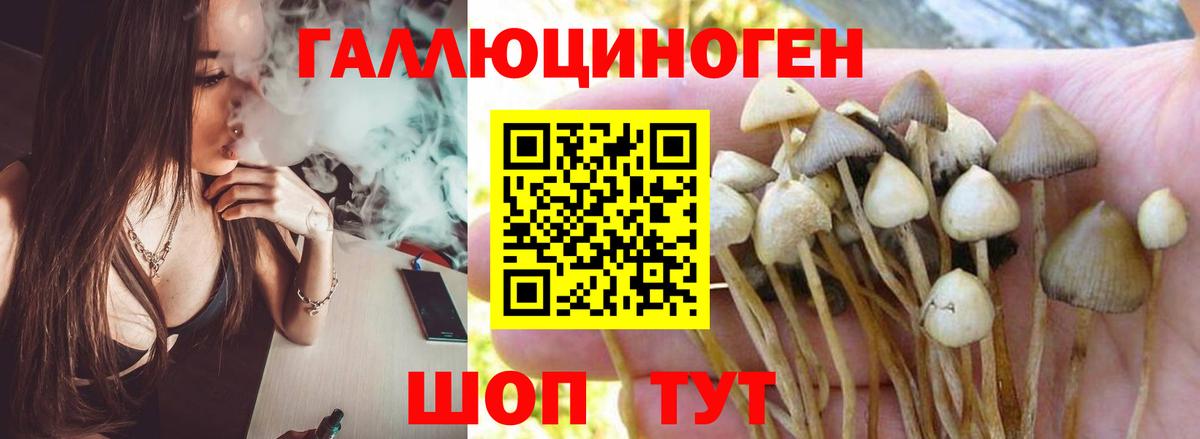 Советск  Галлюциногенные грибы прущие грибы  Вход с VPN 